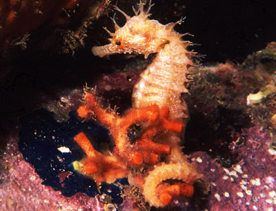 Ventotene - fauna, cavalluccio Ventotene - fauna, cavalluccio