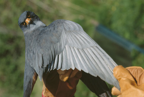 Ventotene - fauna, falco Ventotene - fauna, falco