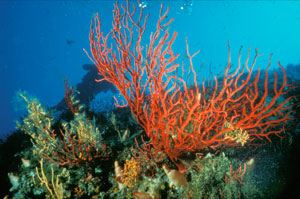 Ventotene - gorgonie